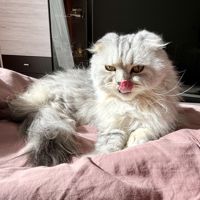 Анчоус