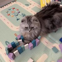 Скумбрия
