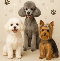 Dog's family — груминг мейн-куна в Москве
