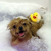 Oh’my Dog! — уход tokio inkarami в городе Муром