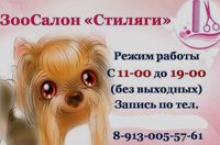 ЗооСалон "Стиляги" — груминг пуделя в Новосибирске