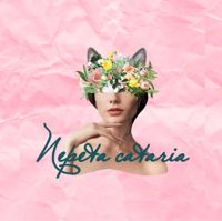 «Nepeta cataria» — уход tokio inkarami в Мурманске