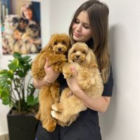 Груминг-студия “LAPKI“ — груминг пуделя в Тобольске