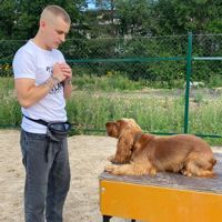 Школа дрессировки собак LAPA — уход tokio inkarami в Вологде