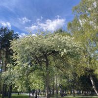 Студия Солярис — стрижка усов в Екатеринбурге
