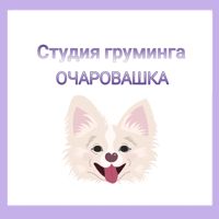 Зоя — груминг пуделя в Кемерово