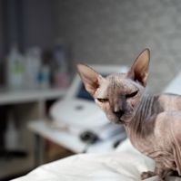 Sphinx_vl — электроэпиляция во Владивостоке