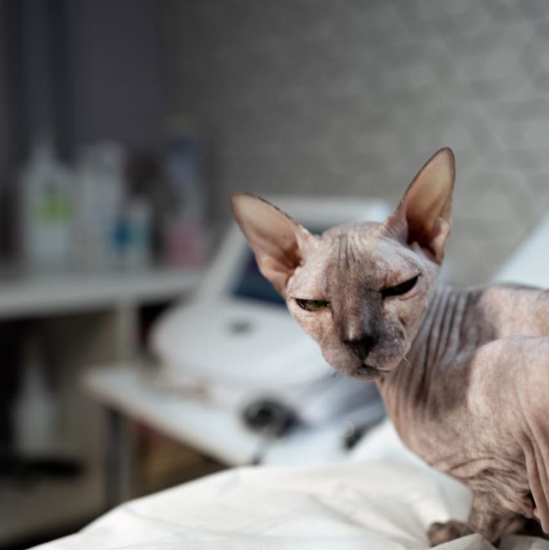 Sphinx_vl
