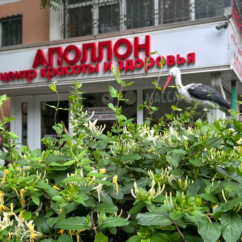 Центр здоровья &amp;quot;Аполлон&amp;quot;