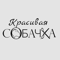 КРАСИВАЯ СОБАЧКА — груминг пуделя в Екатеринбурге
