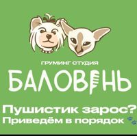 Баловень — груминг пуделя в Краснодаре
