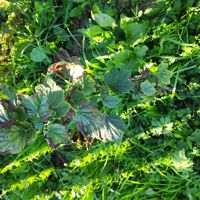 Волосы — микротоки в городе Привольный