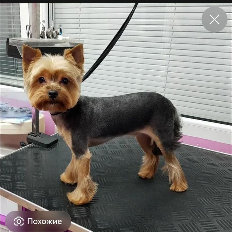 От Ушей До Хвоста