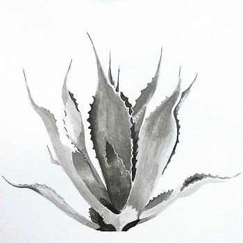 AloeVera