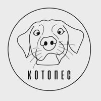 Груминг Салон Котопес — сложное окрашивание в городе Волжский