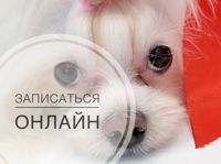 Стрижка собак у Светланы — стрижка женская в Мурманске