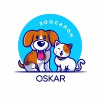 Зоосалон OSKAR — груминг пуделя в Воронеже