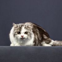 Премиум Грум — аренда во Владивостоке