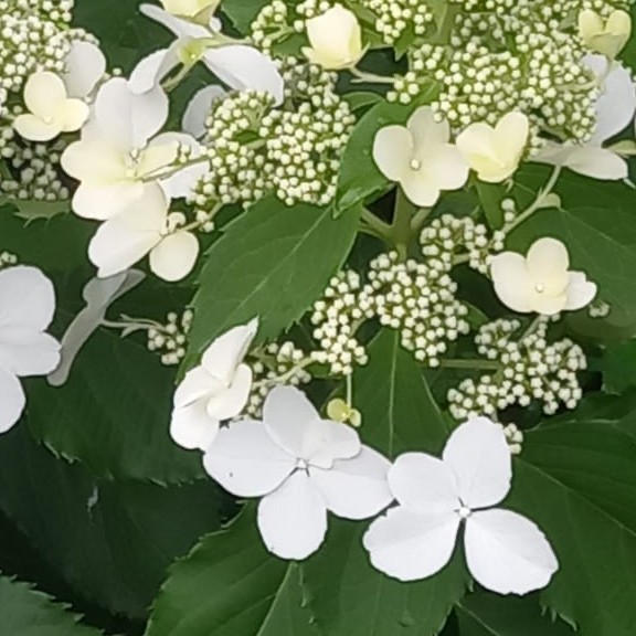 Jasmine