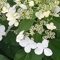 Jasmine — микротоки в городе Уссурийск