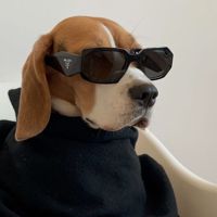Woof studio — груминг мейн-куна в Екатеринбурге